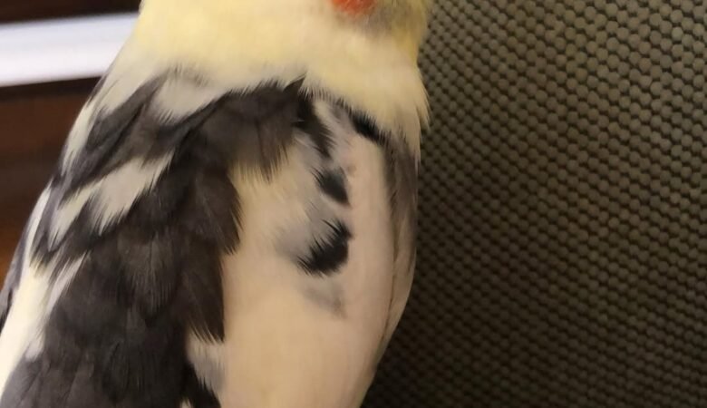 Cockatiels for sale in Missouri