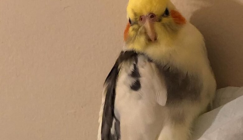 cockatiels for sale in Tempe, AZ