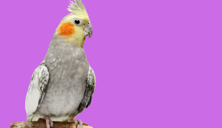 Cockatiel breeders in Mexico