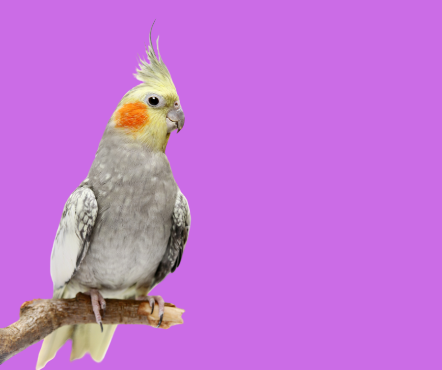 Cockatiel breeders in Wyoming