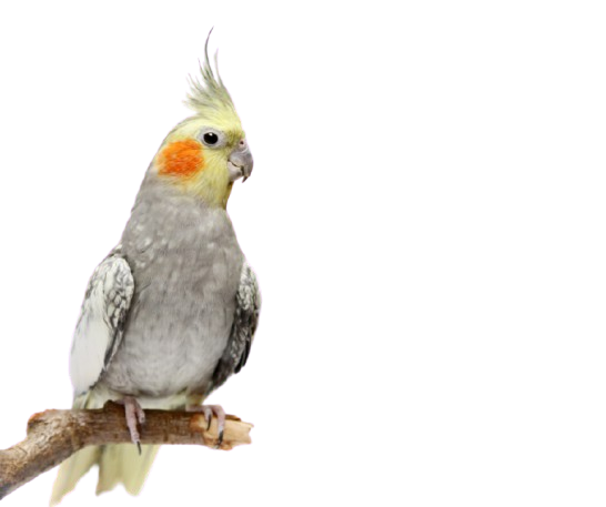 Cockatiel parrots in Missouri