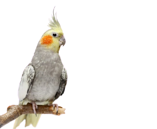 Cockatiel breeders in Virginia