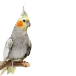 How do I properly protect my cockatiel during the tropical storm and hurricane seasons in Puerto Rico?
