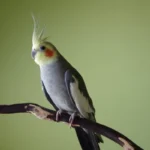 Q: Are there specific questions I should ask to confirm the quality of the Cockatiel breeders in Kentucky I’m talking to?