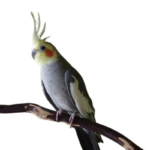 How can I tell if a cockatiel I am looking at from one of the local Cockatiel breeders in Massachusetts is healthy and ready to join my home?