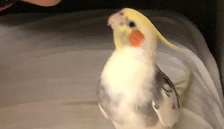 Cockatiel birds for sale in Tennessee