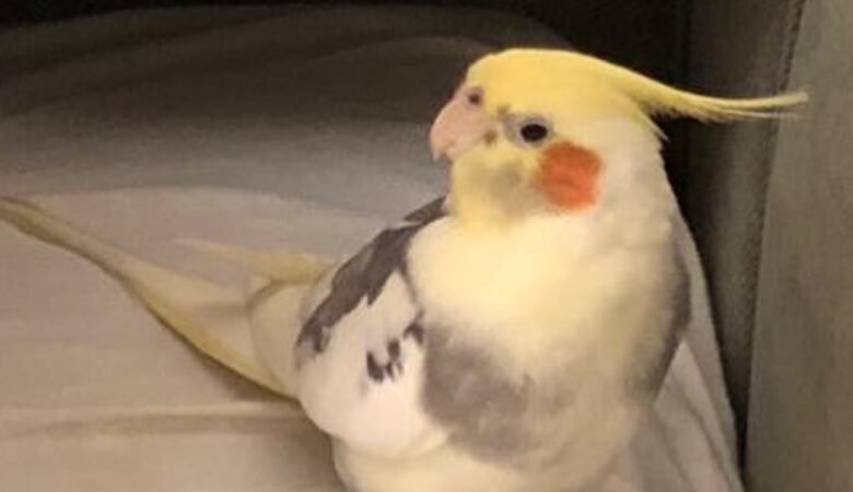 Cockatiel birds for sale in Texas