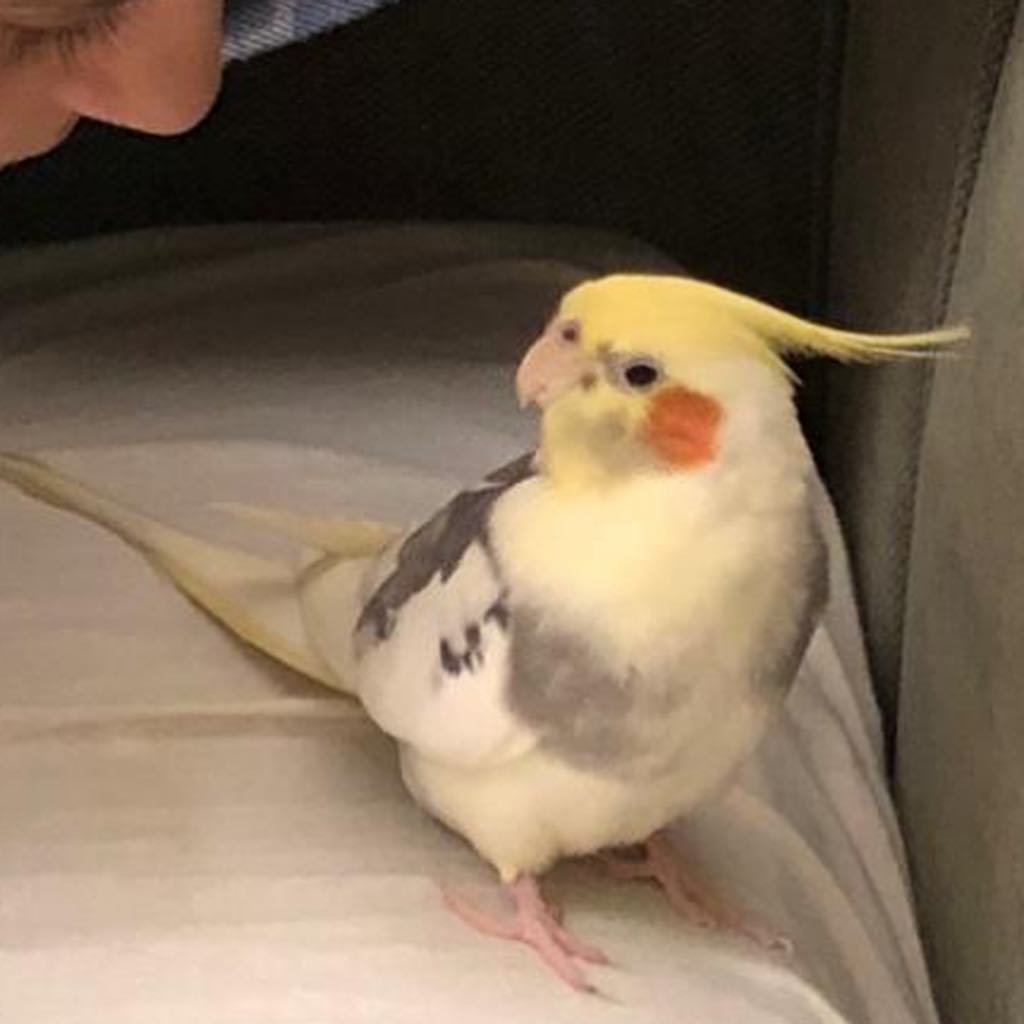 Cockatiel birds for sale in Texas