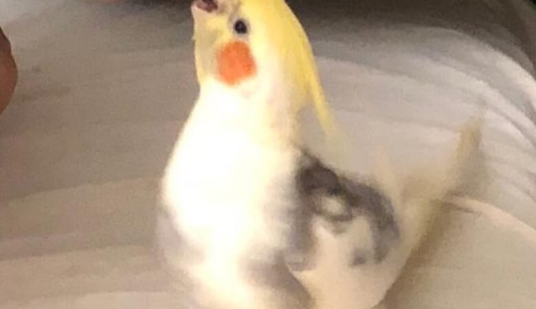 Cockatiel birds for sale in Vermont